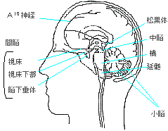 yZs[OSmz̐Sw|]w